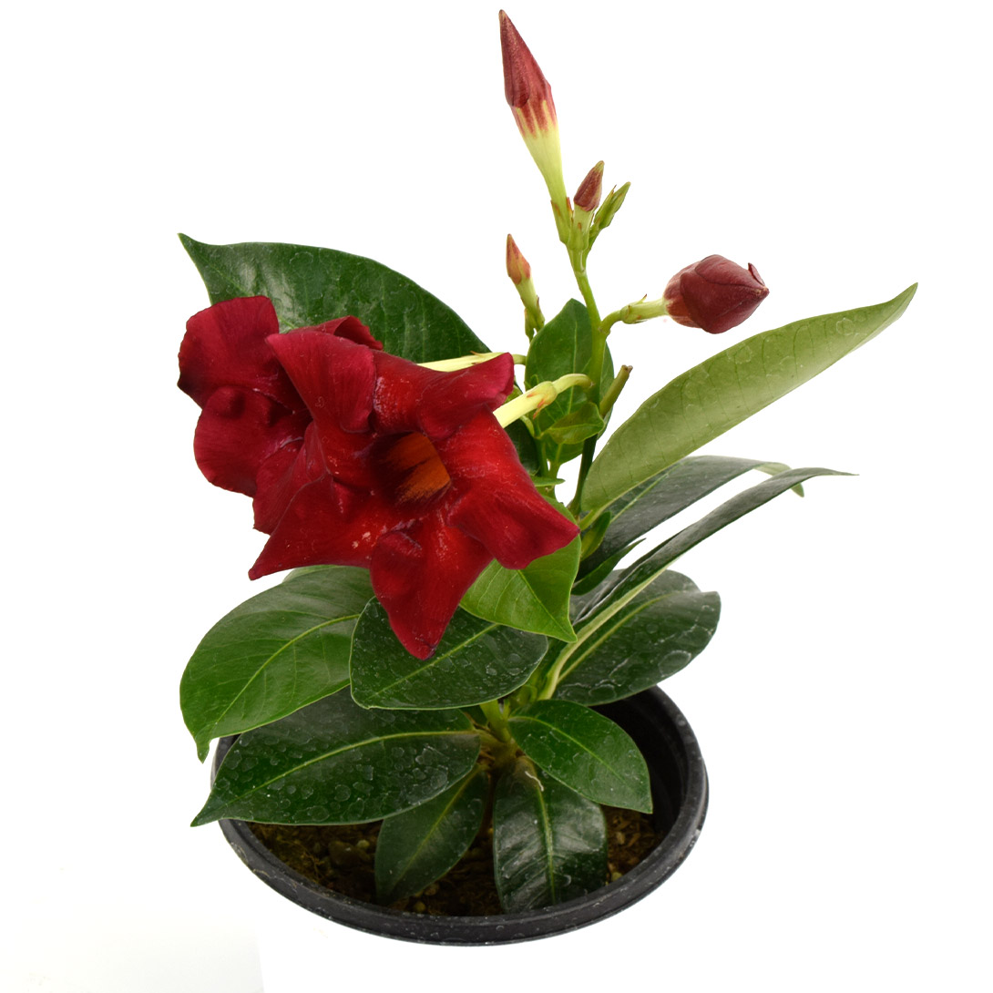 花苗 マンデビラ プリマヴェーラ 赤