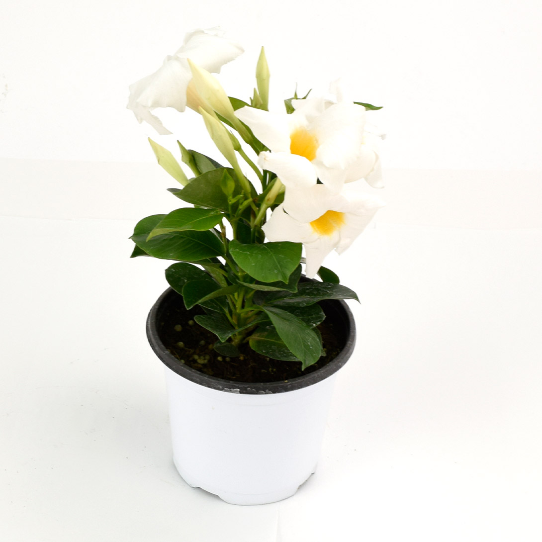 花苗 マンデビラ プリマヴェーラ 白