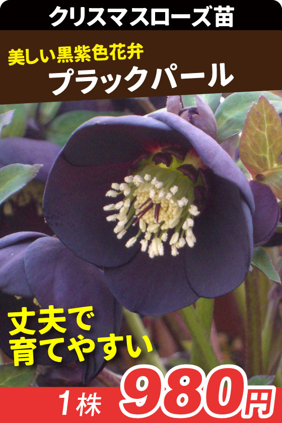 花苗 クリスマスローズ ブラックパール