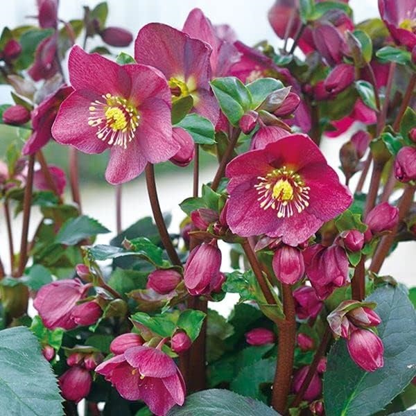 花苗 クリスマスローズ 氷の薔薇Rシリーズ レッド 1株