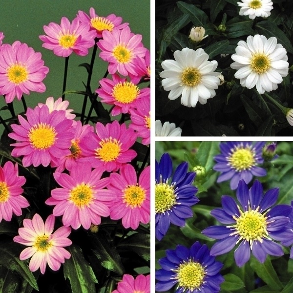 花苗 都忘れ 3色セット 3種3株 送料込み