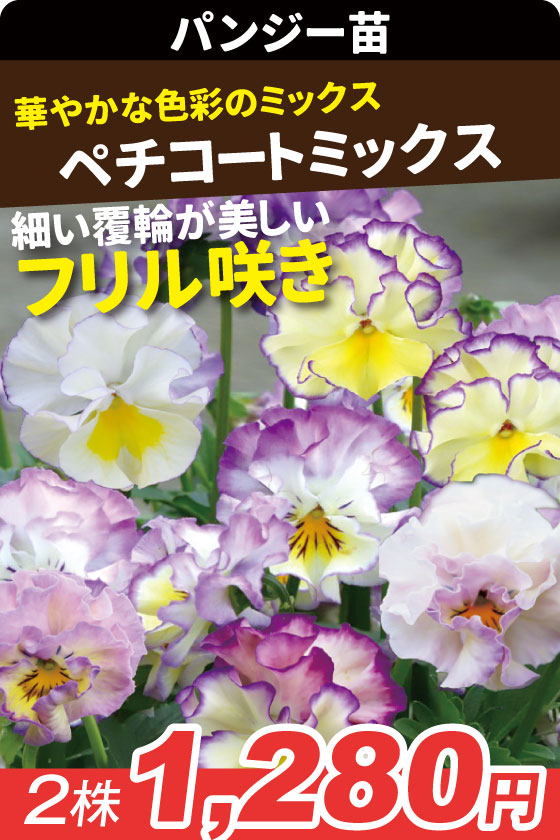 花苗 パンジー ペチコートミックス