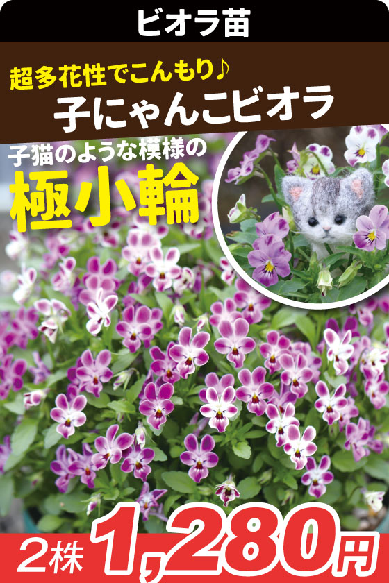 花苗 ビオラ 子にゃんこビオラ