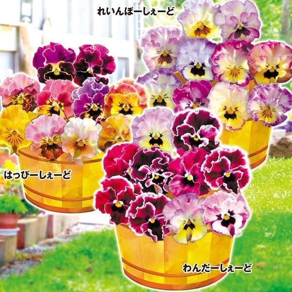 花苗 パンジー 夢見るパンジーセット 3種6株