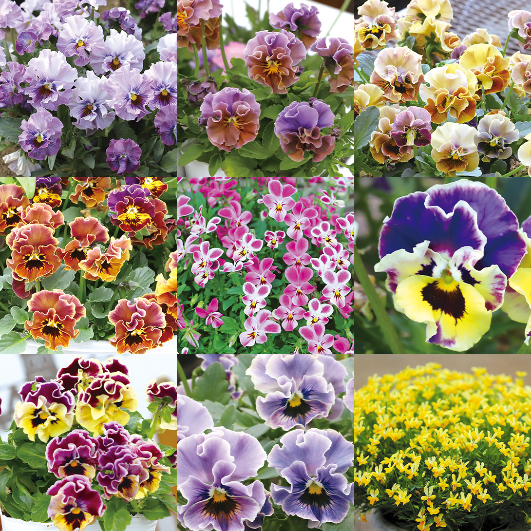 花苗 高級パンジービオラ福袋 6株（品種見計らい・名称付き）