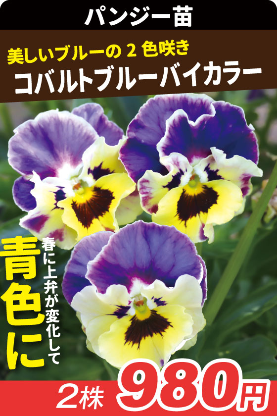 花苗 パンジー コバルトブルーバイカラー