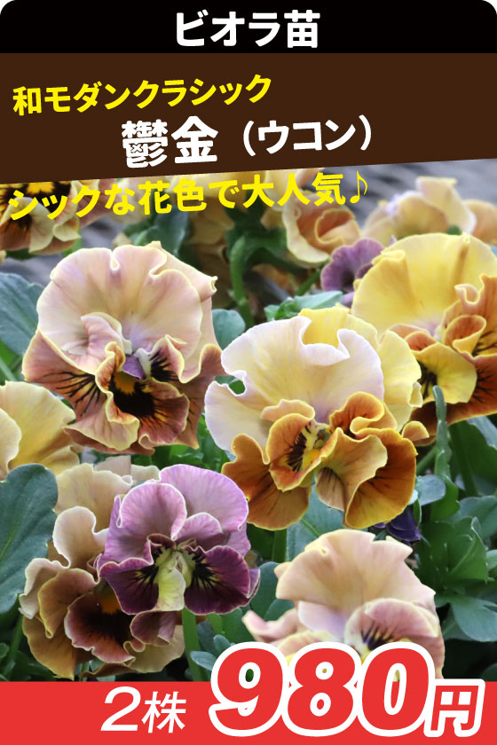 花苗 ビオラ 鬱金