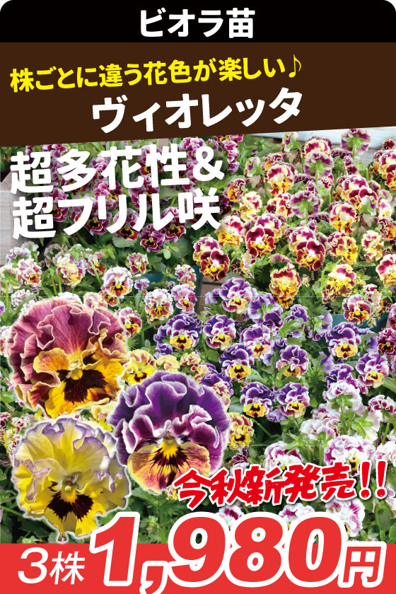 花苗 フリル咲きビオラ ヴィオレッタ