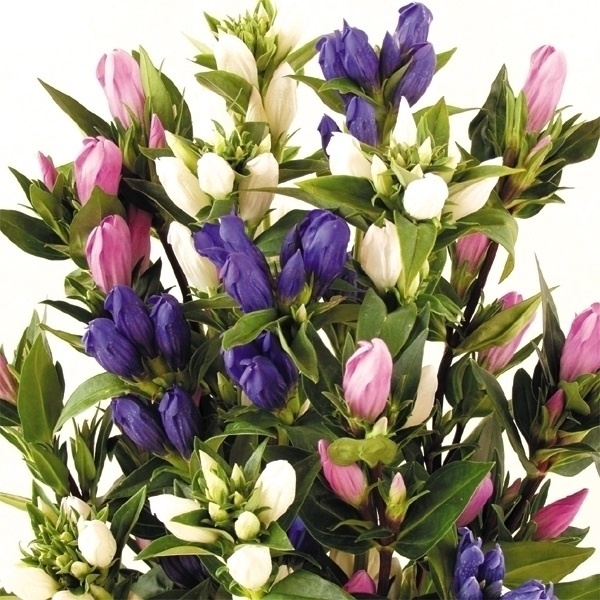 花苗 リンドウ 3色セット 3種3株