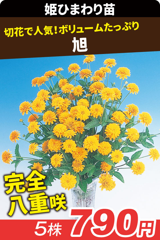 花苗 姫ひまわり 旭