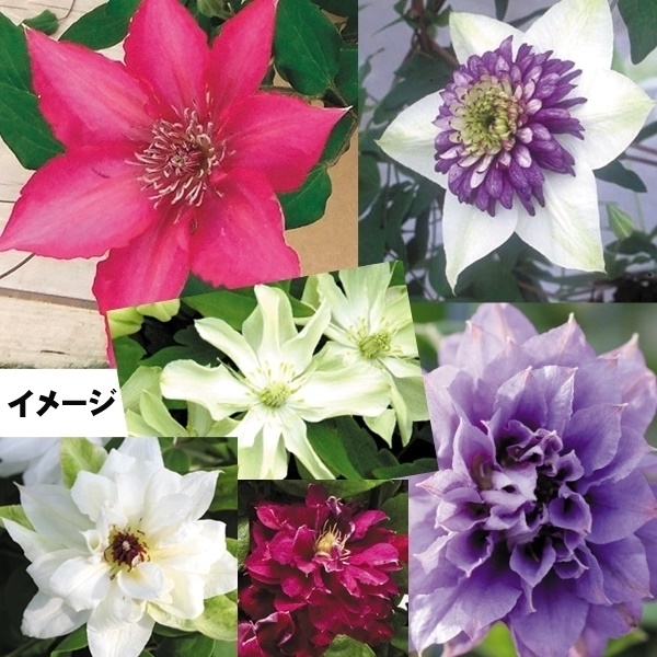 花苗 クレマチス福袋（品種見計らい・名称付） 4株