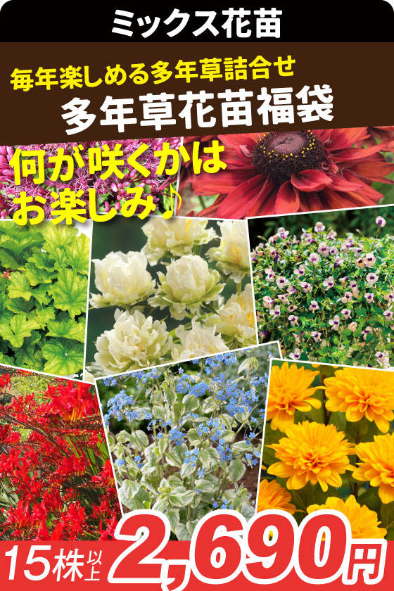 花苗 多年草花苗福袋