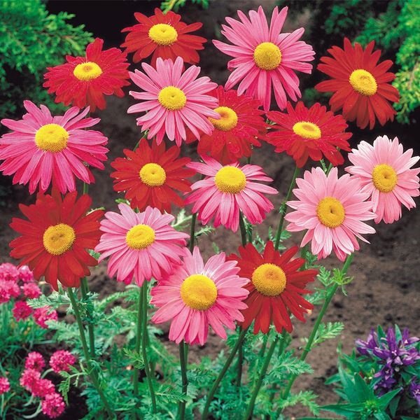 花苗 除虫菊セット 2種4株