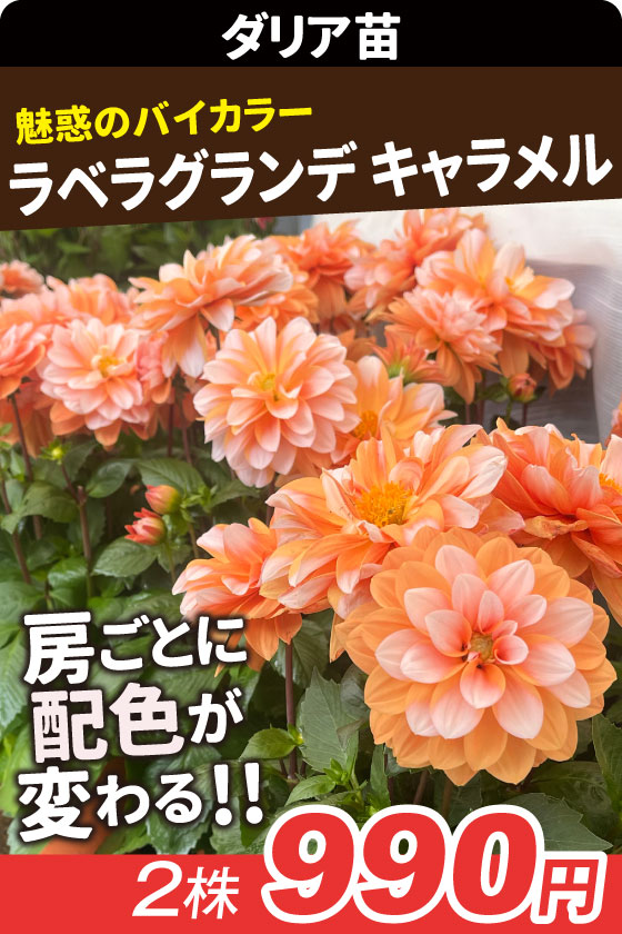 花苗 ダリア ラベラグランデ キャラメル