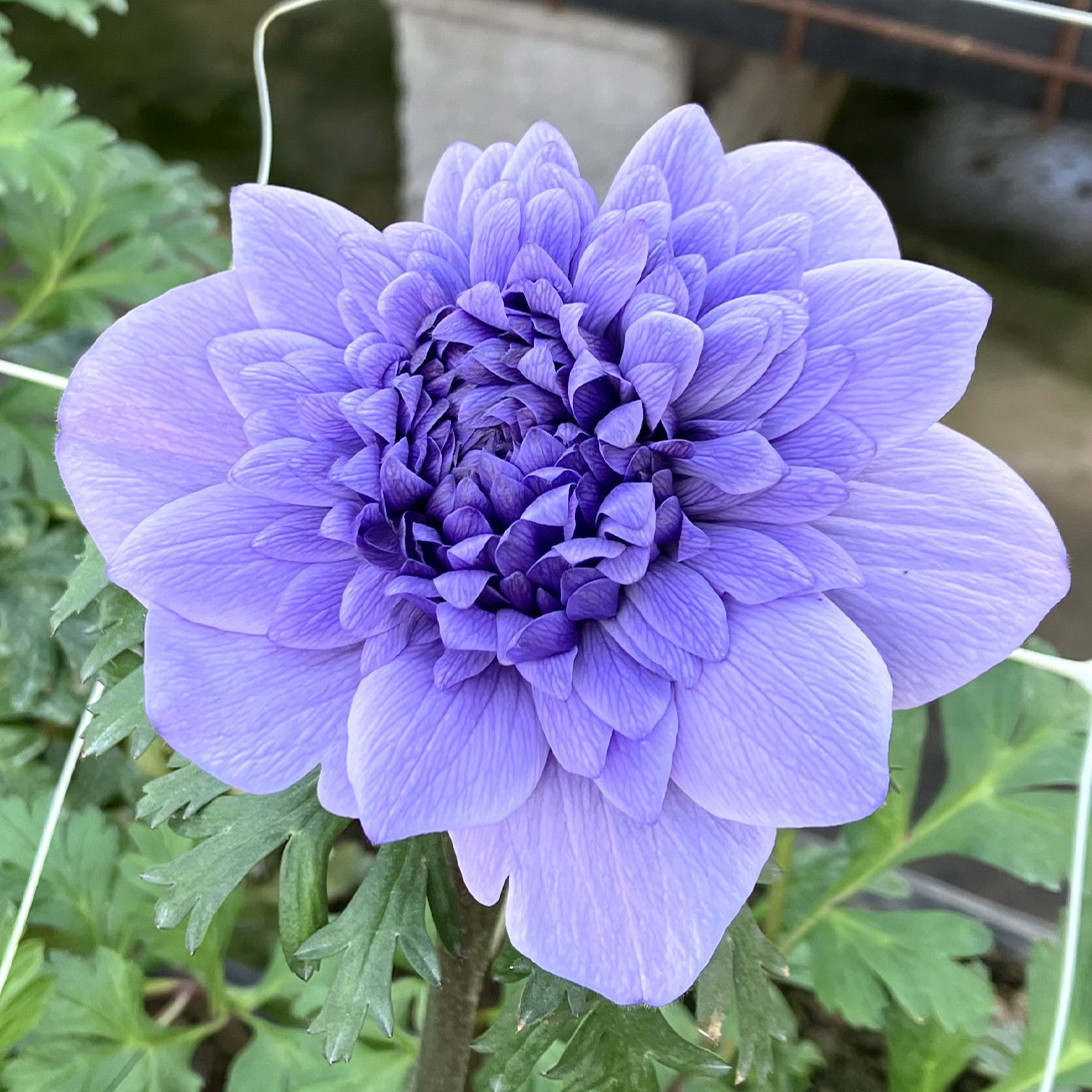 花苗 アネモネ アズーロ 2株