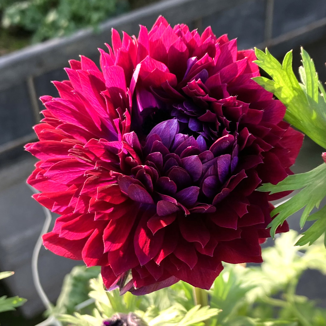 花苗 アネモネ ワイン 2株