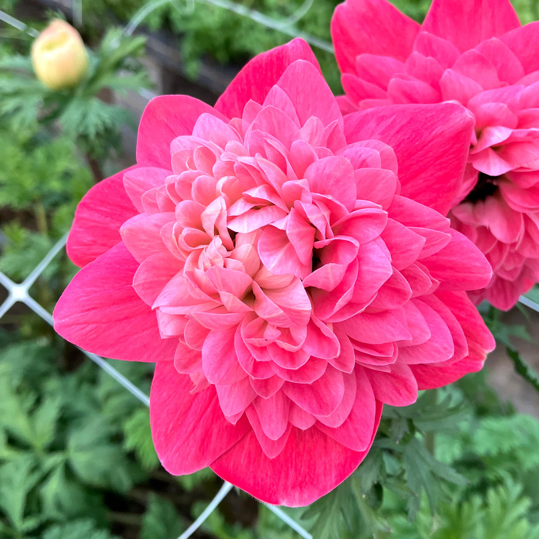 花苗 アネモネ ローザ 2株