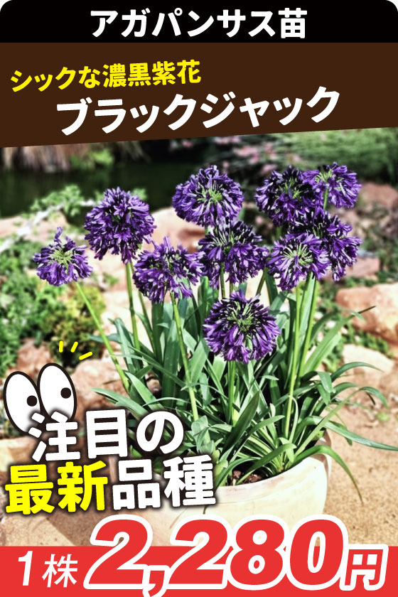 花苗 アガパンサス ブラックジャック