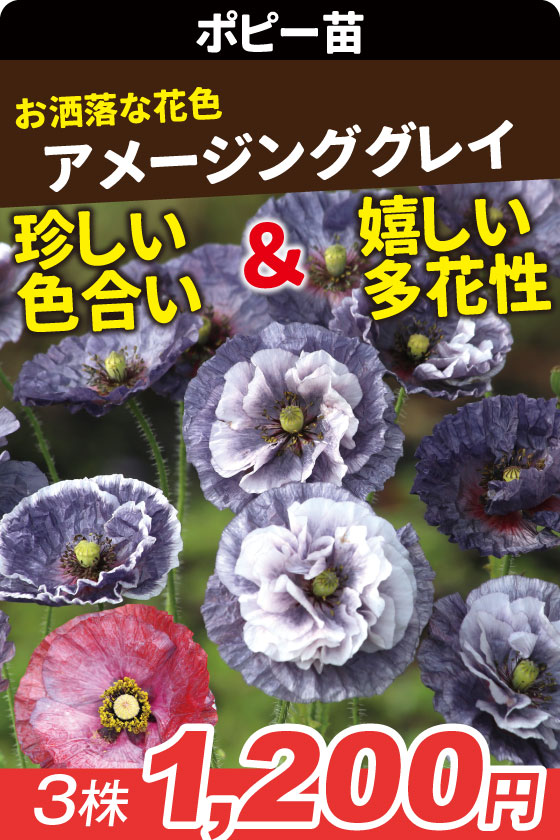 花苗 ポピー アメージンググレイ