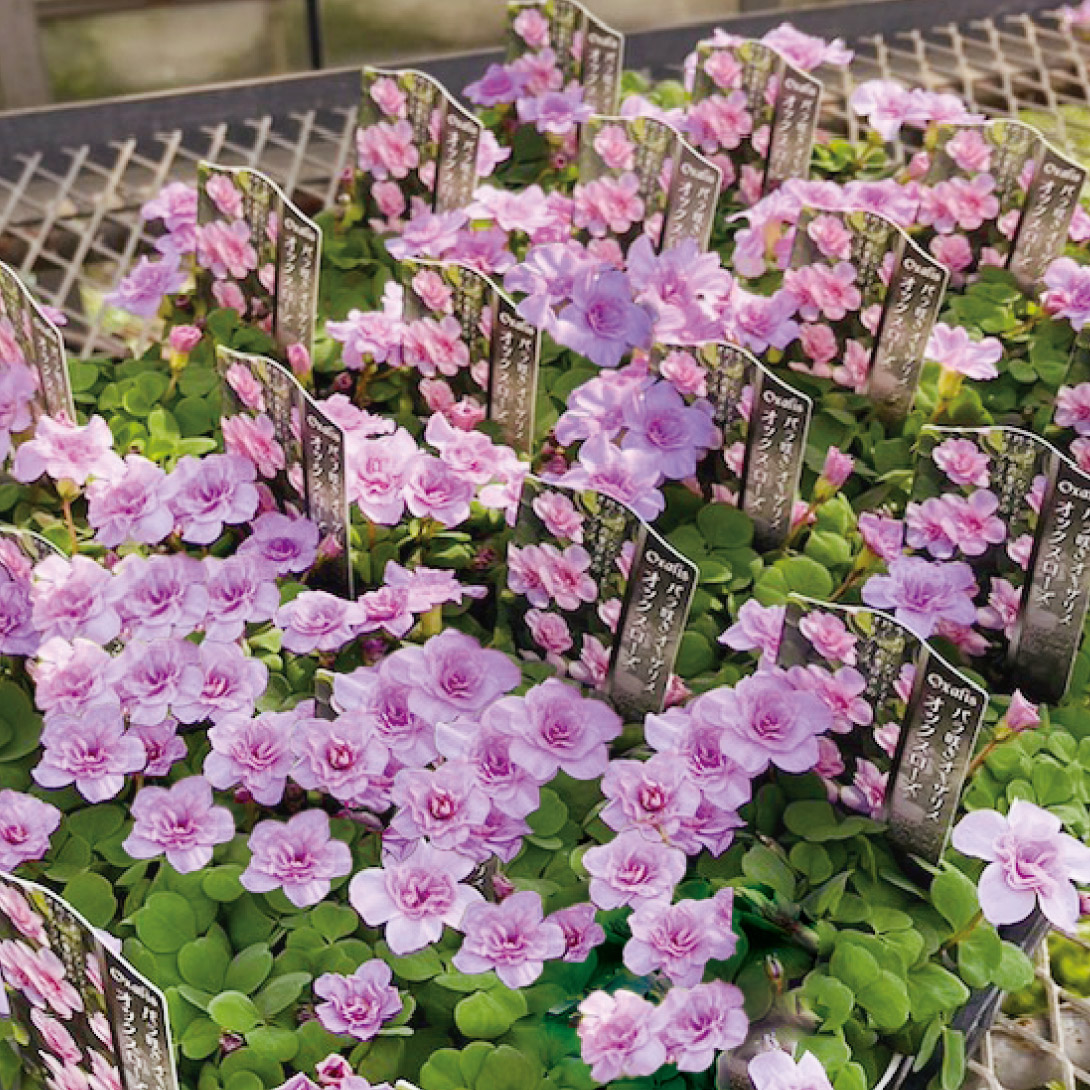 花苗 オキザリス オックスローズ 2株