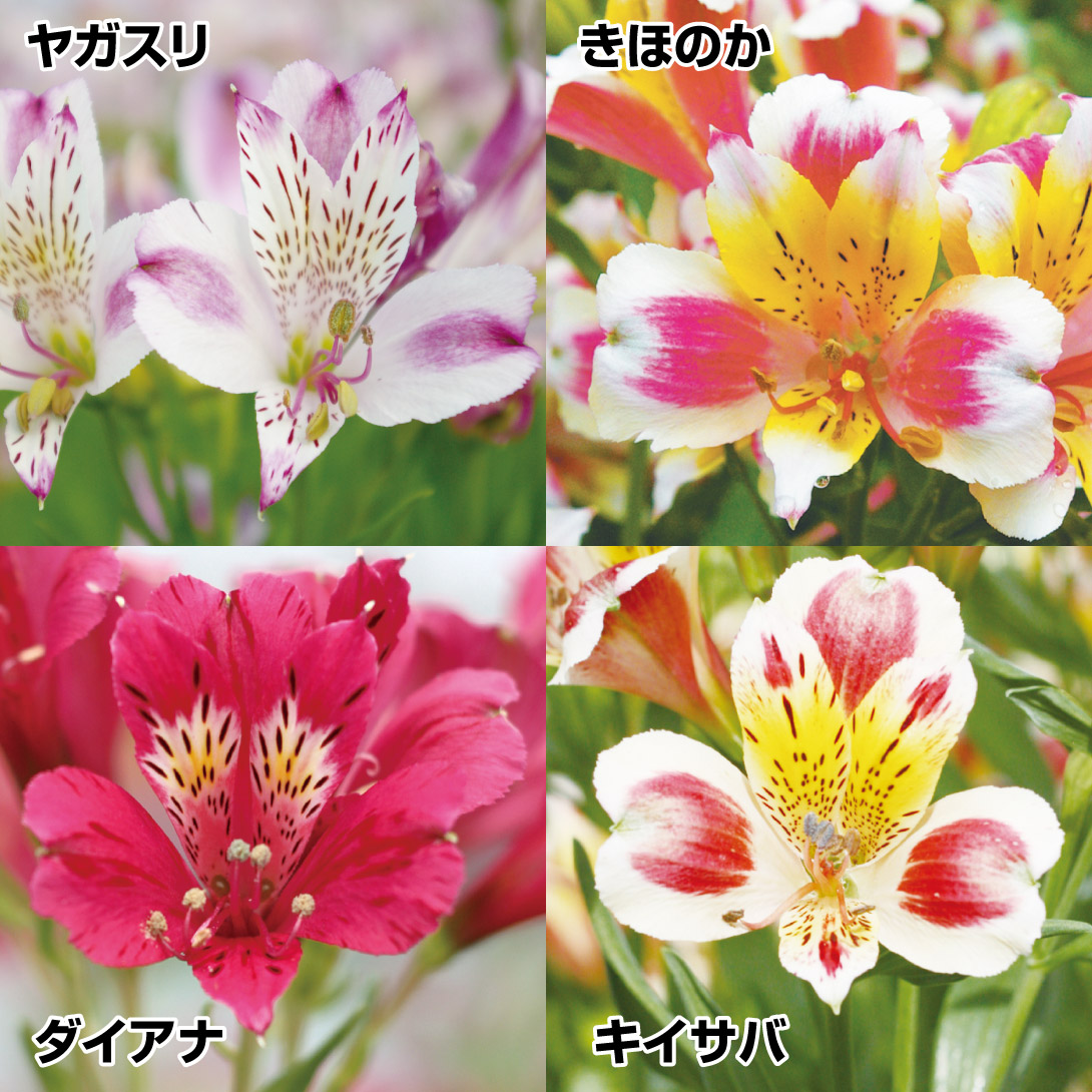 花苗 アルストロメリアセット 4種4株