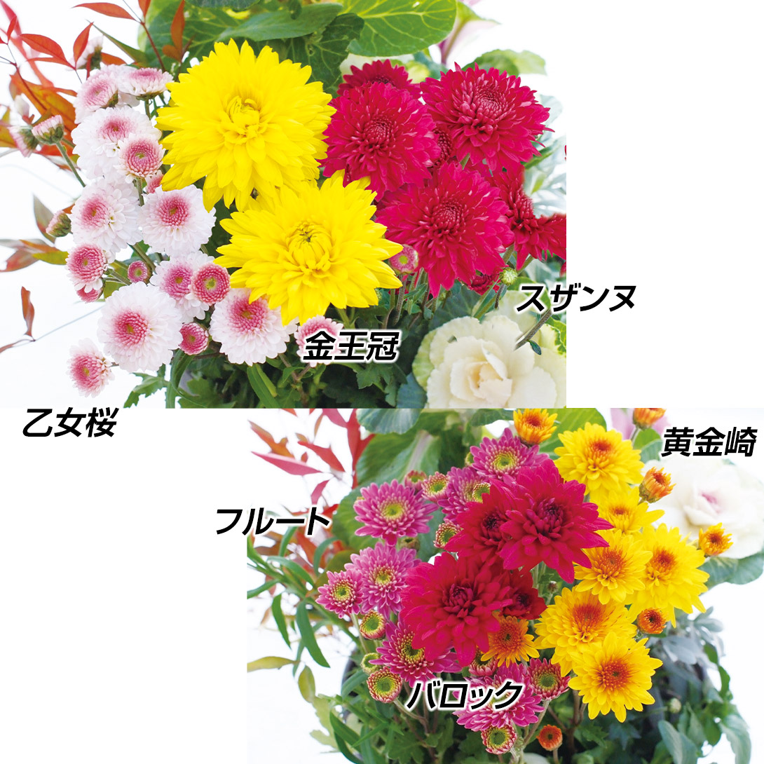 菊苗 お正月お飾り菊ミックス 2ポット 送料無料