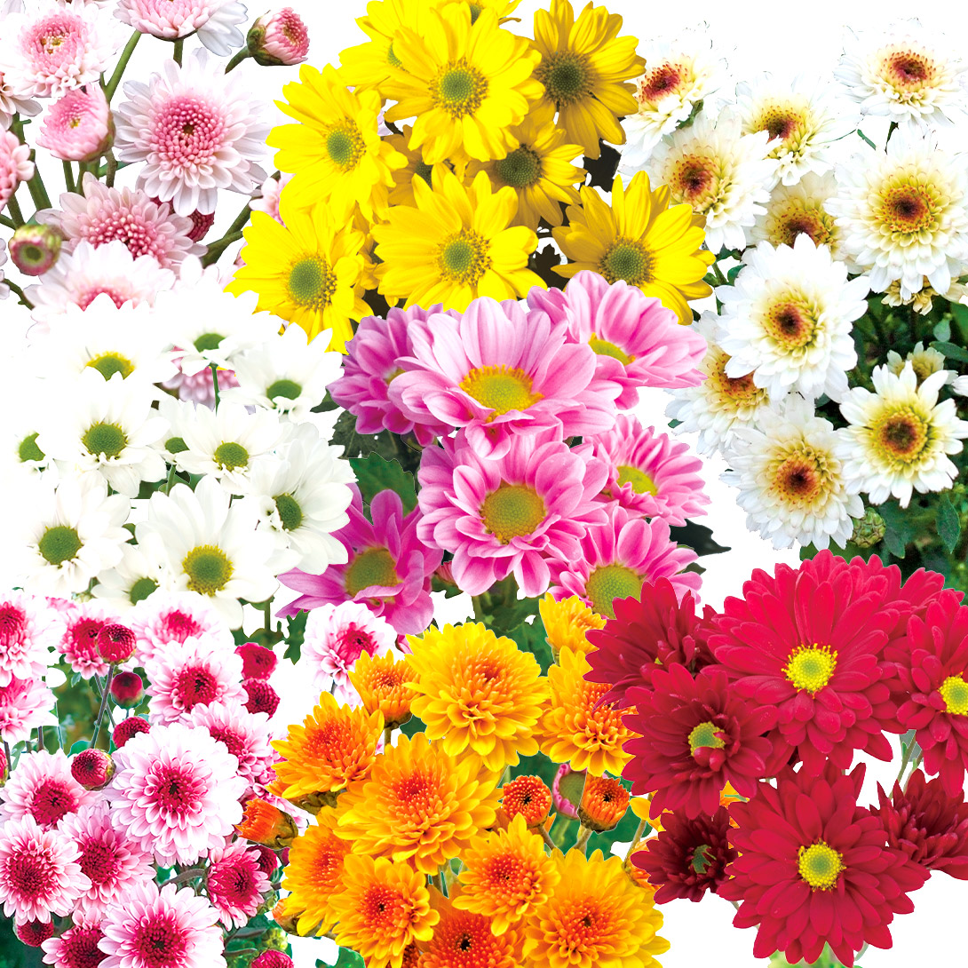 菊苗 12～1月咲寒菊ミックス 4株（品種見計らい・名称付き） 送料無料