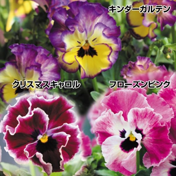 花苗 ビオラ アールヌーボーセット 送料無料