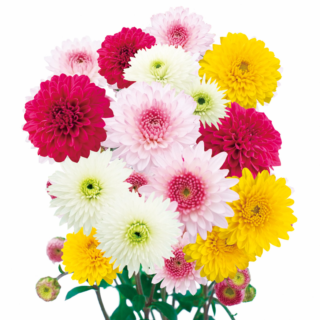 菊苗 お正月咲 ポンポン菊 5鉢（12cmポット）