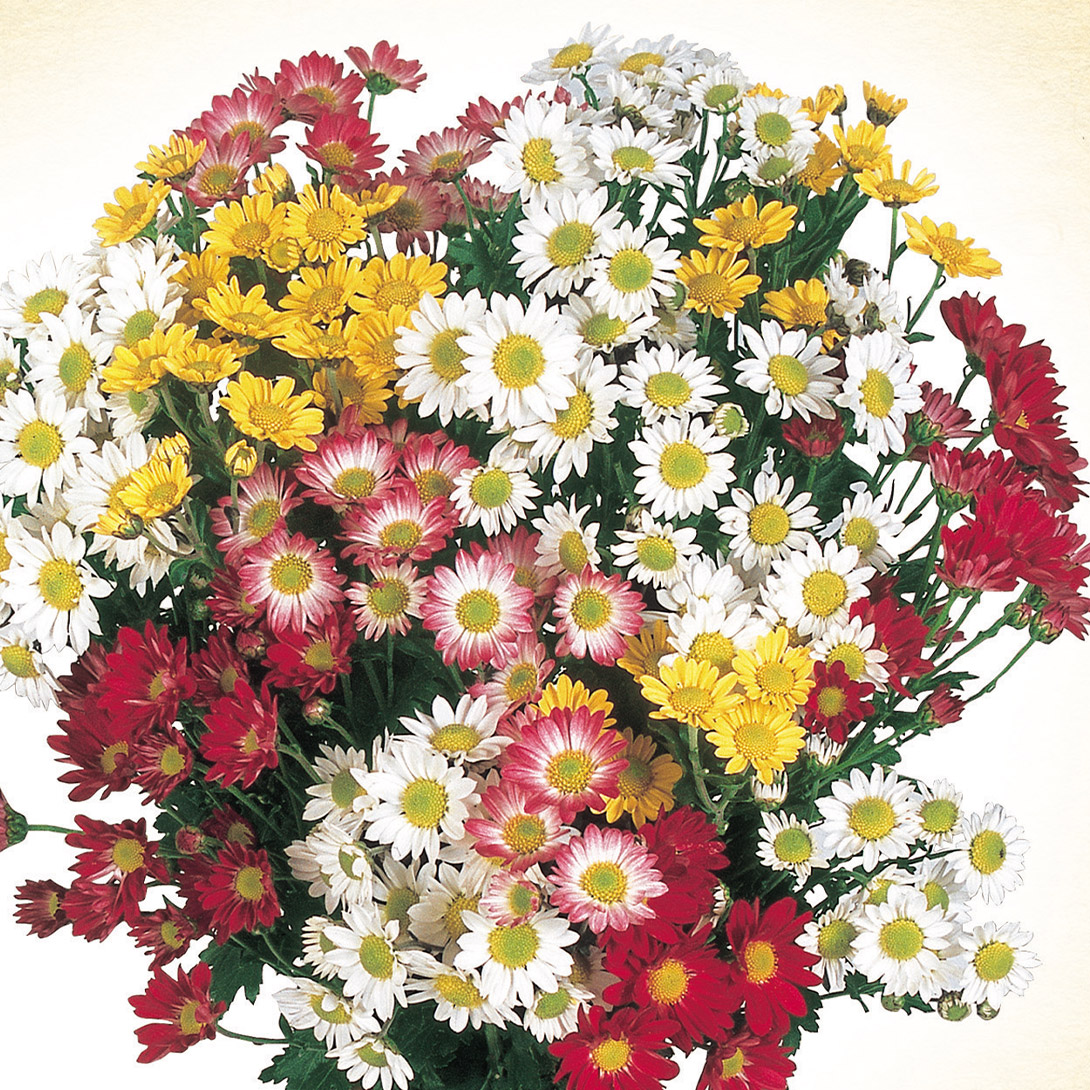 菊苗 お正月咲 小輪菊 5鉢（12cmポット）