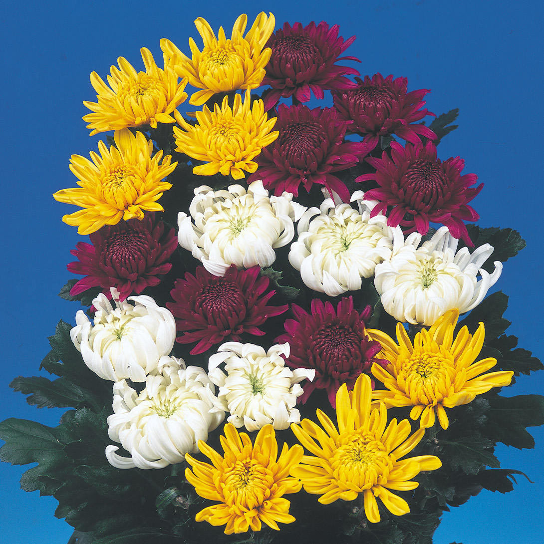 菊苗 お正月咲 中輪菊 5鉢（12cmポット）
