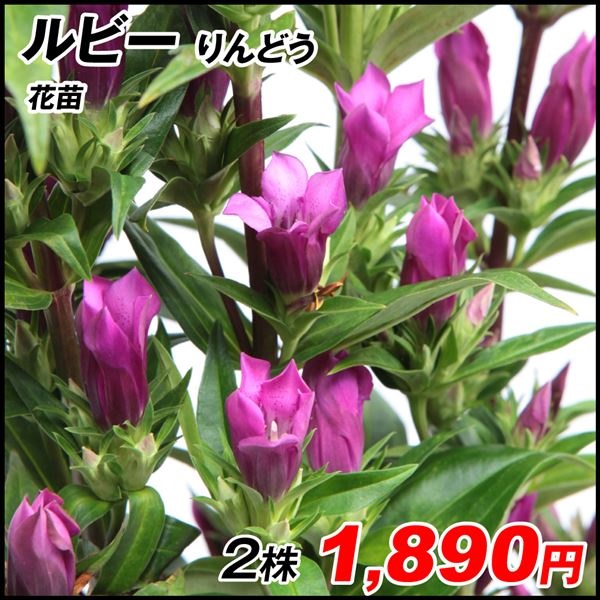 花苗 りんどう ルビー 2株
