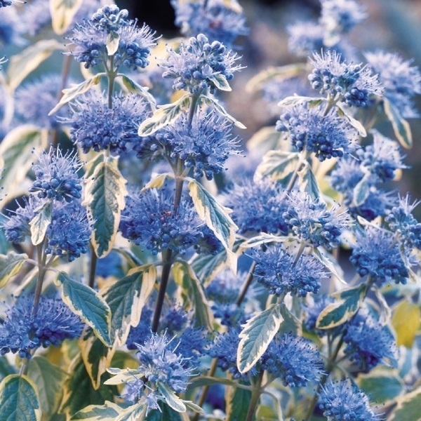 花苗 段菊 サマーソルベット 2株