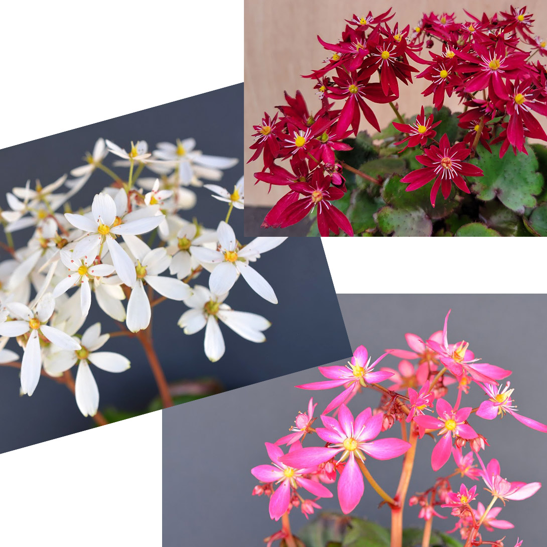 花苗 大文字草 大文字草福袋
