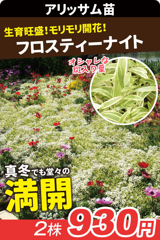 花苗 アリッサム フロスティナイト