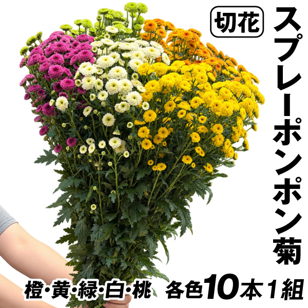 切花 菊 スプレーポンポン菊 10本1組