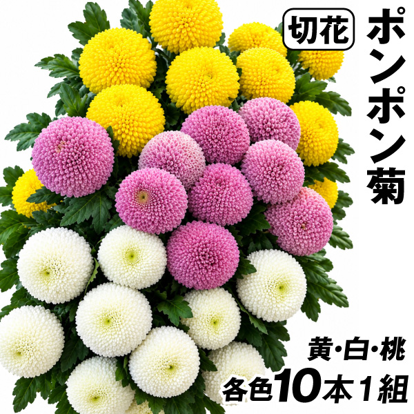 切花 菊 ポンポン菊 10本1組