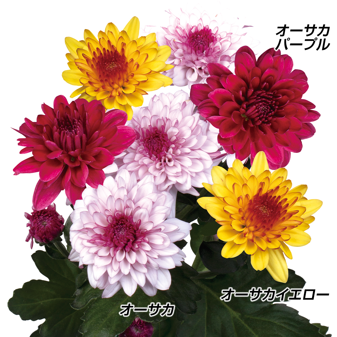 菊苗 洋菊 オーサカスプレー菊セット 3種6株 送料無料