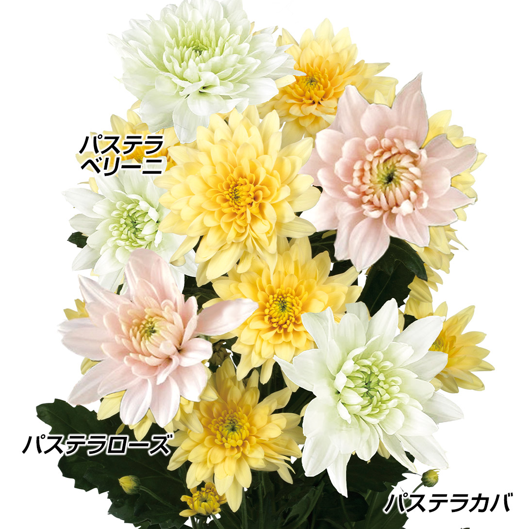 菊苗 洋菊 パステルカラーマムセット 3種6株 送料無料