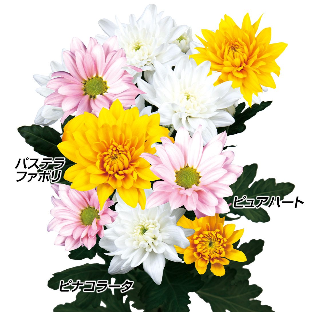 菊苗 洋菊 珠玉のスプレー菊セット 3種6株 送料無料