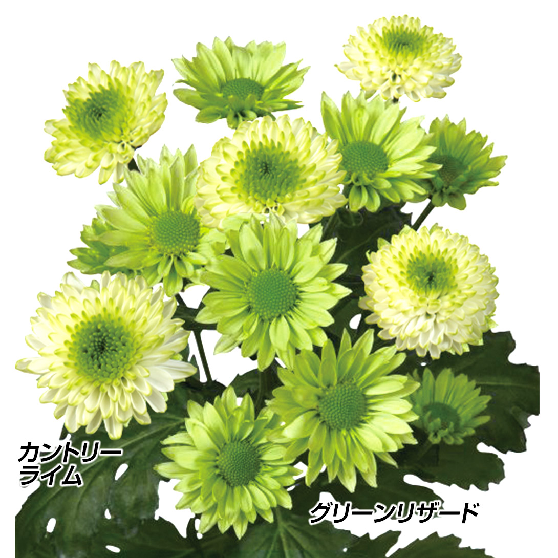 菊苗 洋菊 グリングリーン菊セット 2種4株 送料無料
