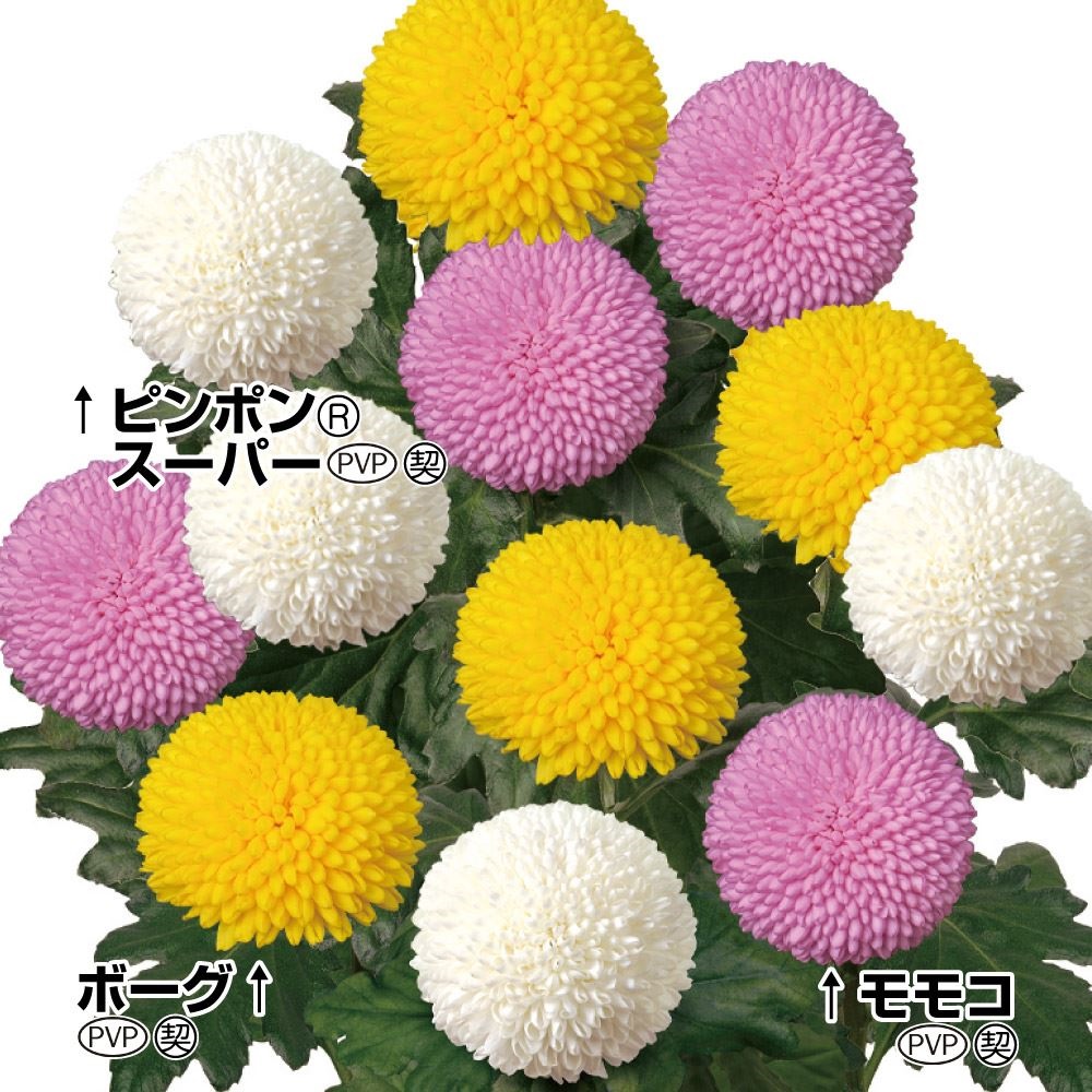 菊苗 洋菊 巨大ピンポン菊Aセット 3種6株 送料無料