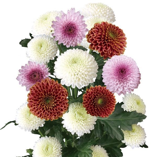 菊苗 洋菊 巨大ピンポン菊Bセット 3種6株 送料無料