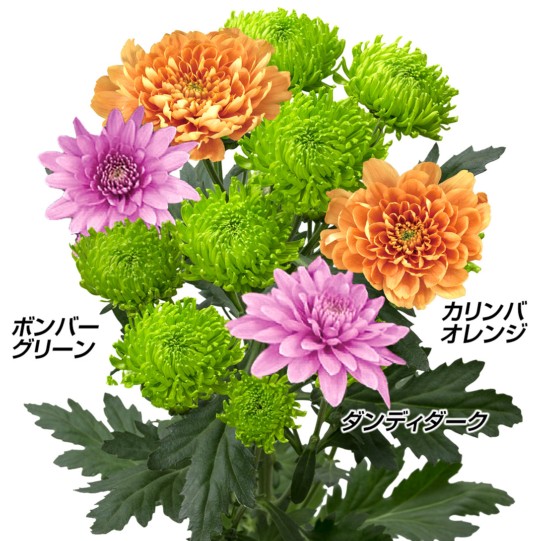 菊苗 洋菊 ネオクラシックカラー菊セット 3種6株 送料無料