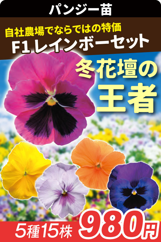 花苗 パンジー レインボーセット