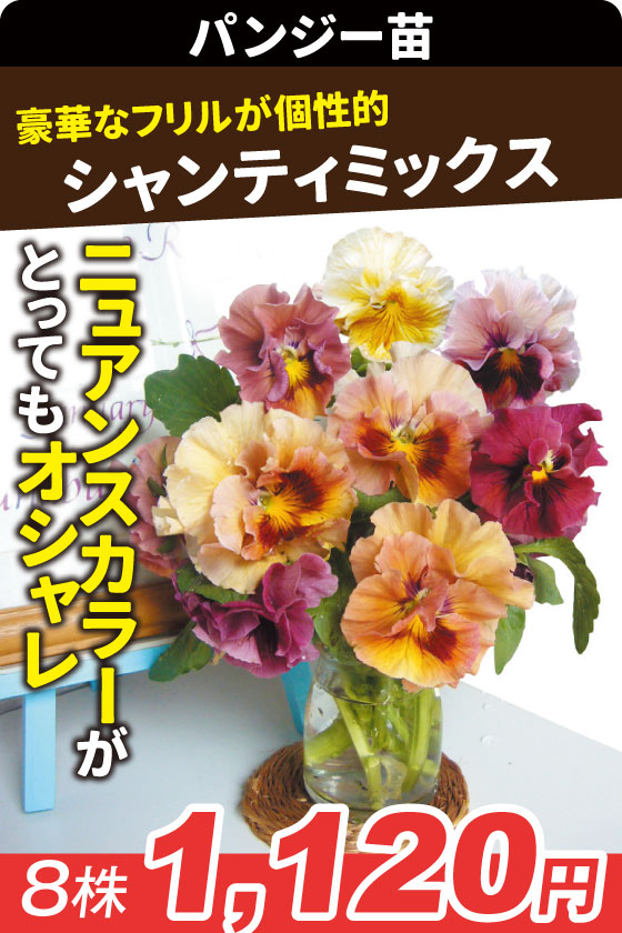 花苗 パンジー シャンティミックス