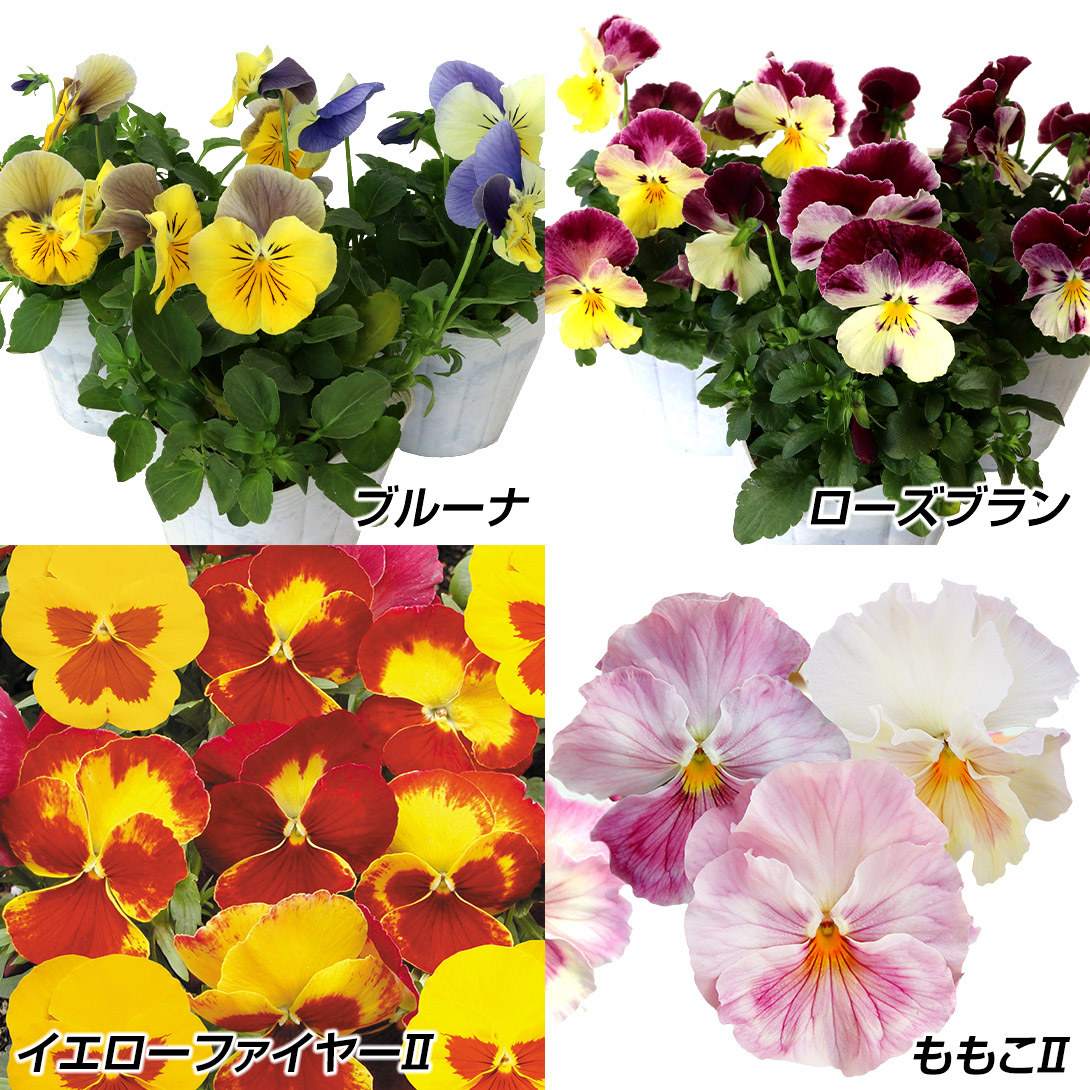 花苗 パンジー ユニークパンジーセット