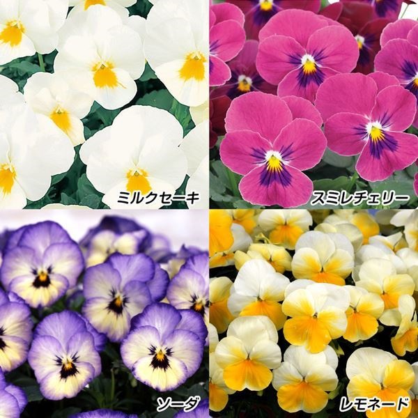 花苗 パンジー よく咲くスミレ（R） Bセット