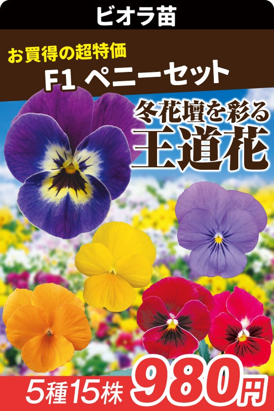 花苗 ビオラ Ｆ1ペニーセット