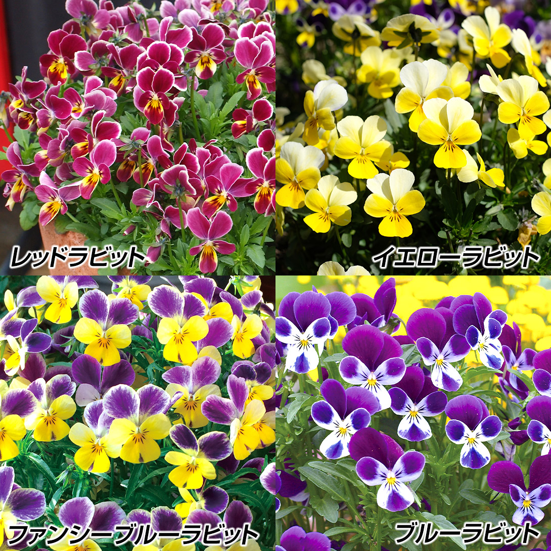 花苗 ビオラ ラビットセット